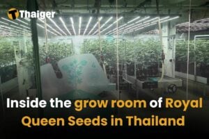 Inside the grow room of Royal Queen Seeds in Thailand