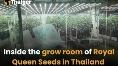 Inside the grow room of Royal Queen Seeds in Thailand