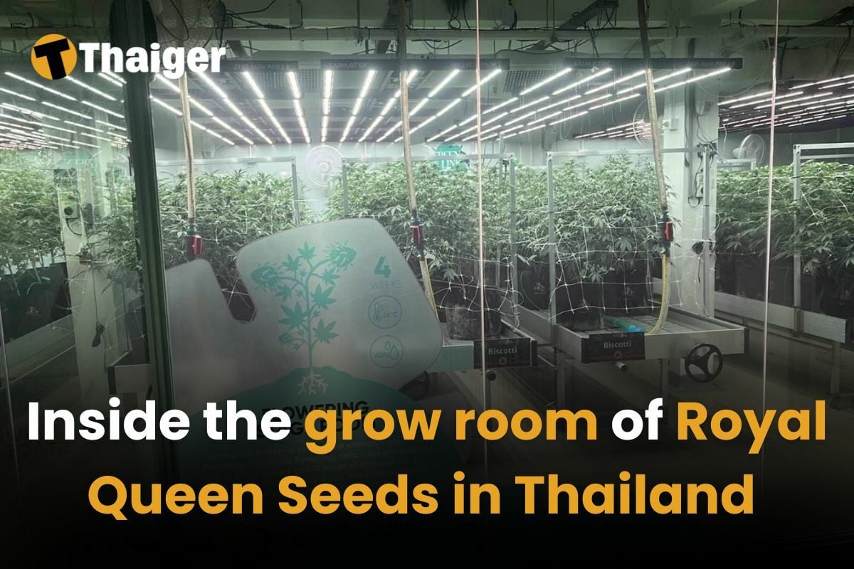 Inside the grow room of Royal Queen Seeds in Thailand