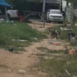 Stray dog menace: Pattaya residents terrorised by aggressive pack | Thaiger