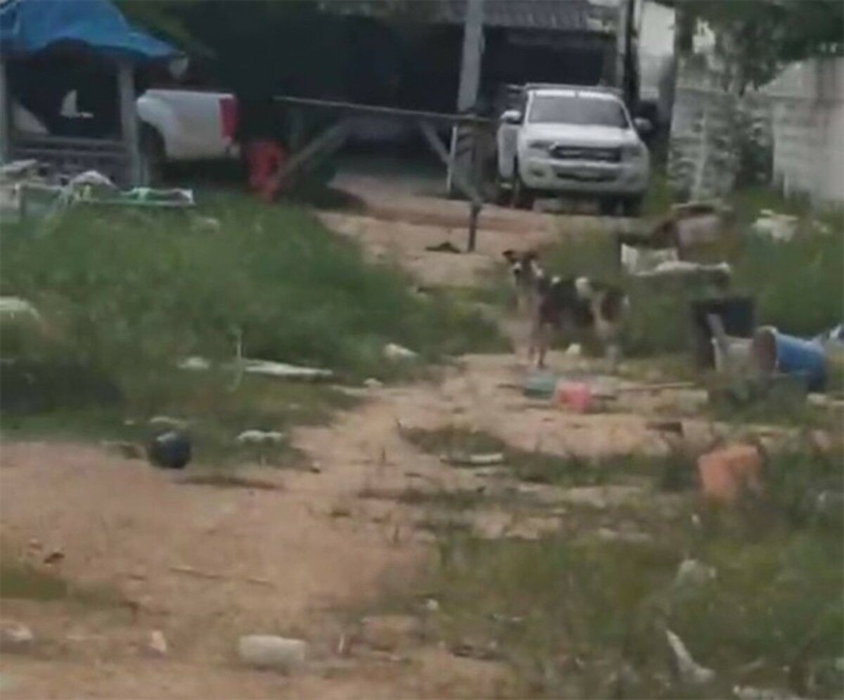 Stray dog menace: Pattaya residents terrorised by aggressive pack