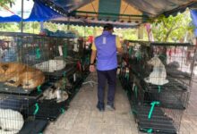 Pattaya City and Soi Dog offer sterilisation for strays on Koh Larn