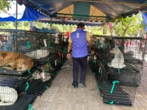 Pattaya City and Soi Dog offer sterilisation for strays on Koh Larn