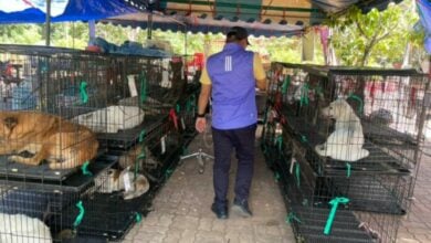 Pattaya City and Soi Dog offer sterilisation for strays on Koh Larn