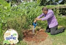 Phanom district grows kitchen gardens for food security boost