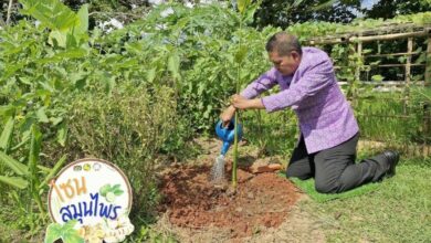 Phanom district grows kitchen gardens for food security boost