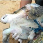 Sea turtle found tangled and lifeless on Phuket beach | Thaiger