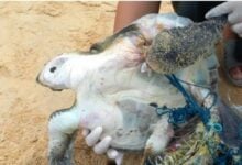 Sea turtle found tangled and lifeless on Phuket beach