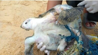 Sea turtle found tangled and lifeless on Phuket beach