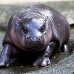 UK’s Haggis the pygmy hippo takes on Thailand’s Moo Deng | Thaiger