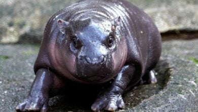 UK’s Haggis the pygmy hippo takes on Thailand’s Moo Deng