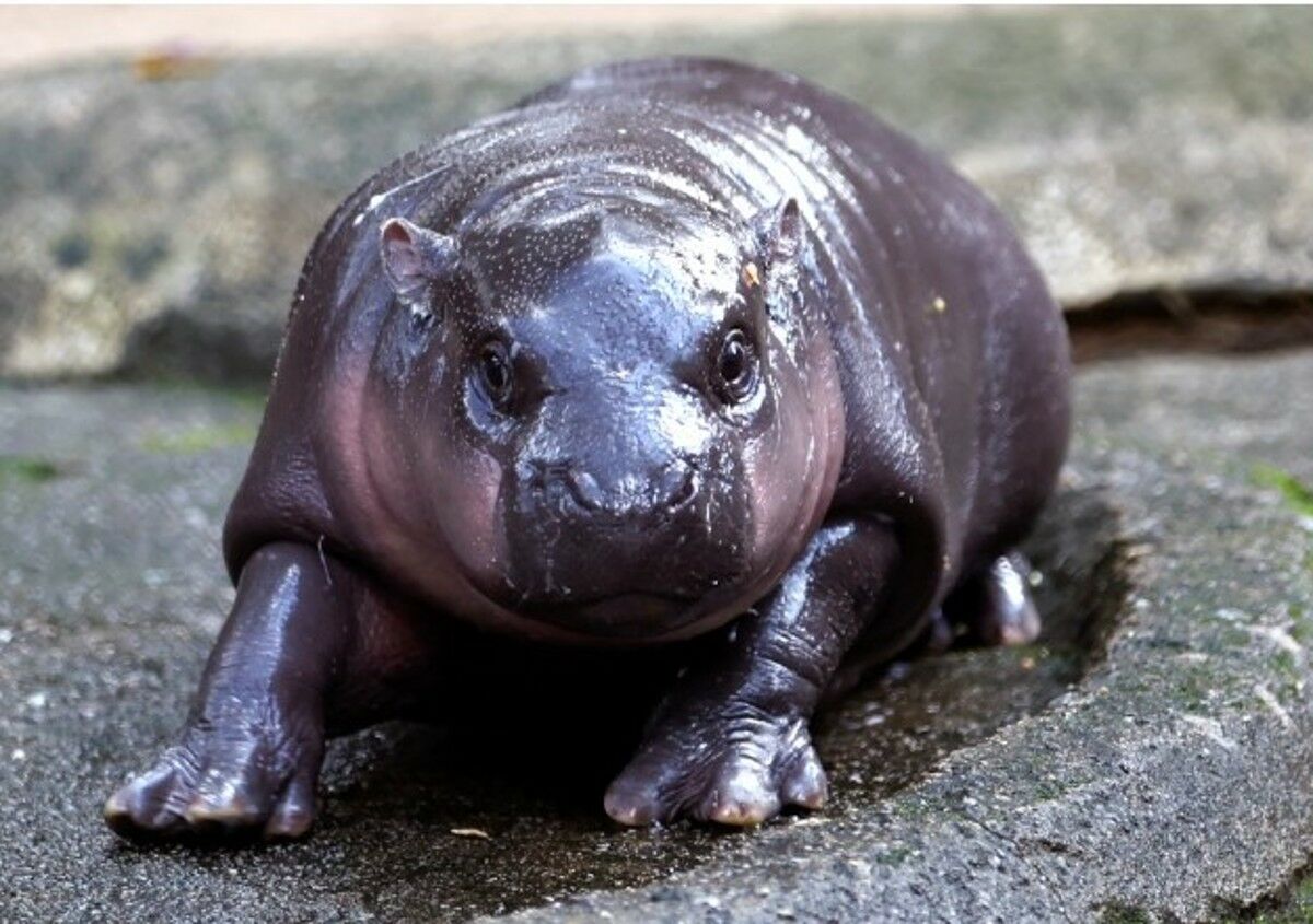 UK’s Haggis the pygmy hippo takes on Thailand’s Moo Deng