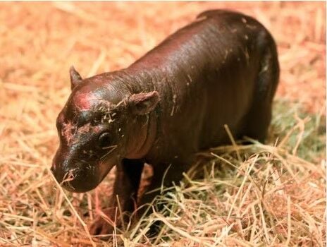 UK’s Haggis the pygmy hippo takes on Thailand’s Moo Deng | News by Thaiger