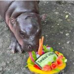 Moo Deng picks Trump: Baby hippo makes US election prediction (video)