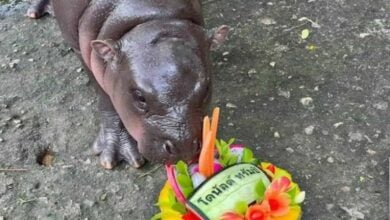 Moo Deng picks Trump: Baby hippo makes US election prediction (video)