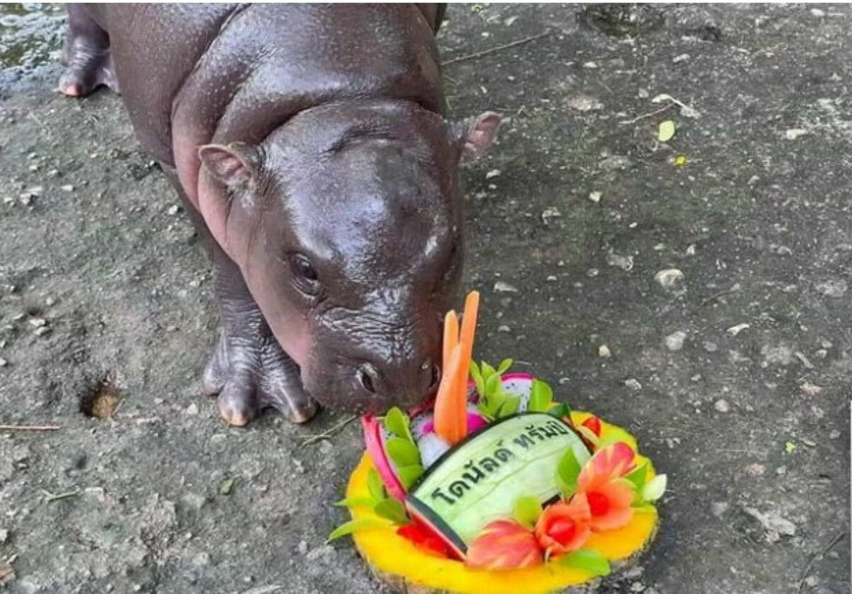 Moo Deng picks Trump: Baby hippo makes US election prediction (video)