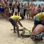 Slippery surprise: Python makes &#8216;splash&#8217; at Kamala Beach, Phuket | Thaiger