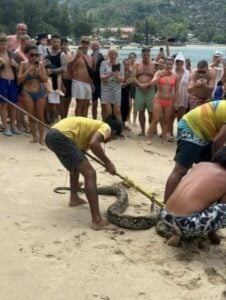 Slippery surprise: Python makes ‘splash’ at Kamala Beach, Phuket