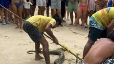 Slippery surprise: Python makes ‘splash’ at Kamala Beach, Phuket