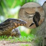 Monitor lizards now open for commercial harvesting in Thailand | Thaiger