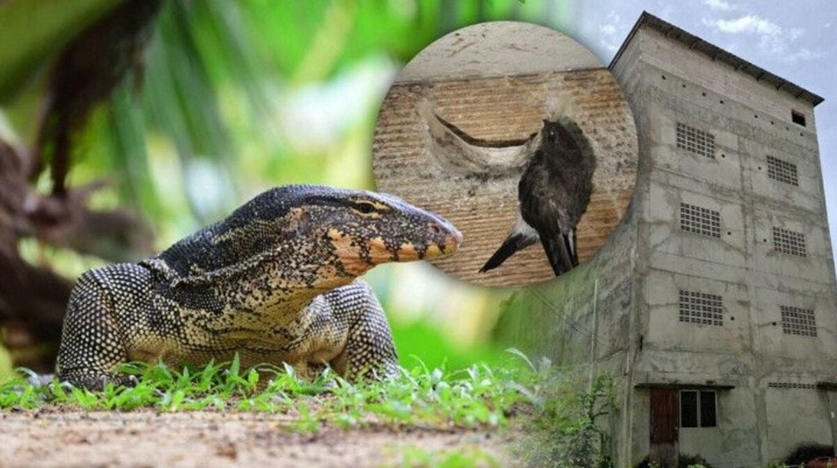 Monitor lizards now open for commercial harvesting in Thailand