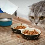 Pawsitive growth: Thailand&#8217;s pet food exports skyrocket 31% | Thaiger