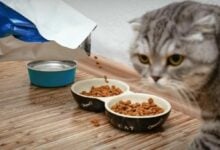 Pawsitive growth: Thailand’s pet food exports skyrocket 31%