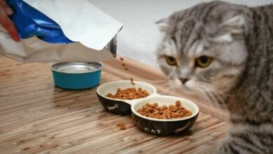 Pawsitive growth: Thailand’s pet food exports skyrocket 31% | Thaiger