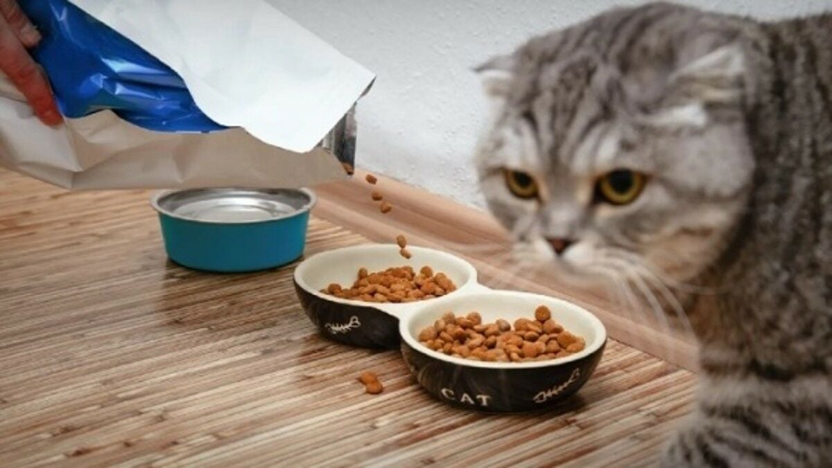 Pawsitive growth: Thailand’s pet food exports skyrocket 31%