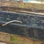 Phuket residents alarmed by sudden worm invasion | Thaiger