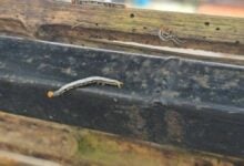 Phuket residents alarmed by sudden worm invasion