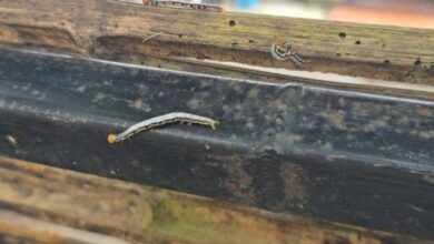 Phuket residents alarmed by sudden worm invasion