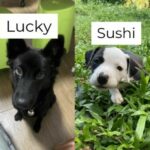 Dog &#8216;adopter&#8217; linked to Chiang Rai slaughterhouse shock | Thaiger