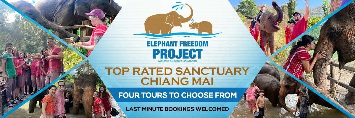 Chiang Mai elephant sanctuary wins 2024 Travellers' Choice Award | News by Thaiger