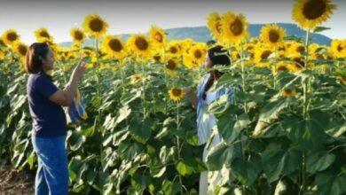 Golden glory: Lopburi’s sunflower fields spark tourism boom