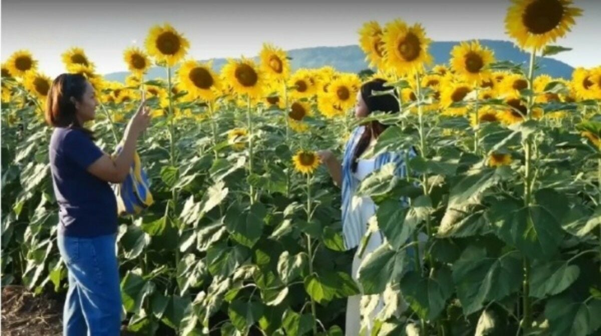 Golden glory: Lopburi’s sunflower fields spark tourism boom