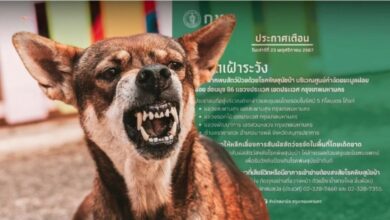 Rabies scare in Bangkok: Residents warned to avoid Soi Onnut 86