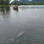 Tourists in Trang thrilled by rare dugong sighting near Koh Libong | Thaiger