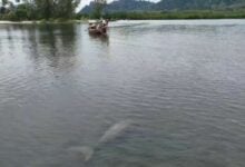 Tourists in Trang thrilled by rare dugong sighting near Koh Libong