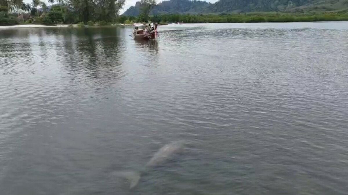 Tourists in Trang thrilled by rare dugong sighting near Koh Libong