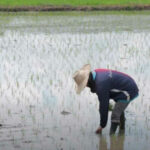 Grain expectations: Thailand &#8216;rices&#8217; to occasion with export boost | Thaiger