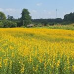 Fields of flower: Tourists flock to see Phayao&#8217;s sunn hemp | Thaiger
