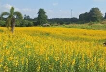 Fields of flower: Tourists flock to see Phayao’s sunn hemp