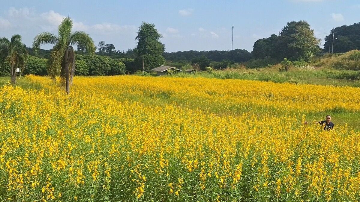 Fields of flower: Tourists flock to see Phayao’s sunn hemp