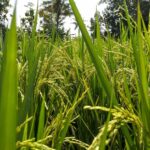 Thailand implements 8.36 billion baht plan to stabilise rice prices