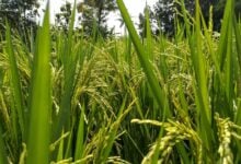 Thailand implements 8.36 billion baht plan to stabilise rice prices