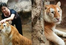 Purring gold: Chiang Mai’s golden tiger sparks a roaring sensation
