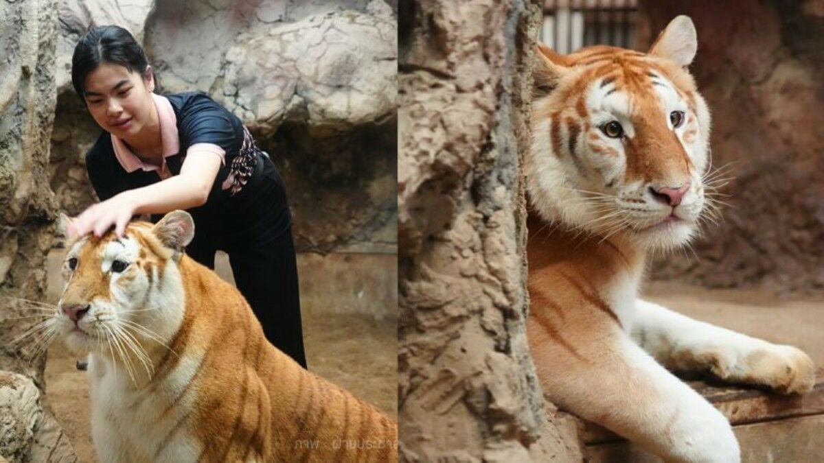 Purring gold: Chiang Mai’s golden tiger sparks a roaring sensation