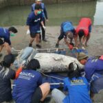 Villagers find beheaded dugong in Phuket, sparking marine safety concerns | Thaiger