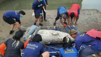 Villagers find beheaded dugong in Phuket, sparking marine safety concerns